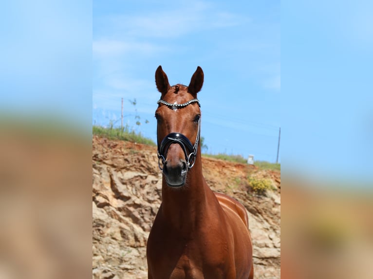 Hannoveraan Ruin 5 Jaar 165 cm Vos in Malaga