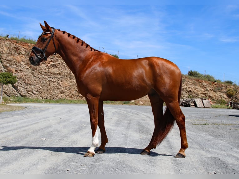 Hannoveraan Ruin 5 Jaar 165 cm Vos in Malaga