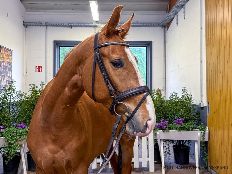 Hannoveraan Ruin 5 Jaar 165 cm Vos in Verden