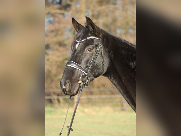 Hannoveraan Ruin 5 Jaar 165 cm Zwart in Adelheidsdorf