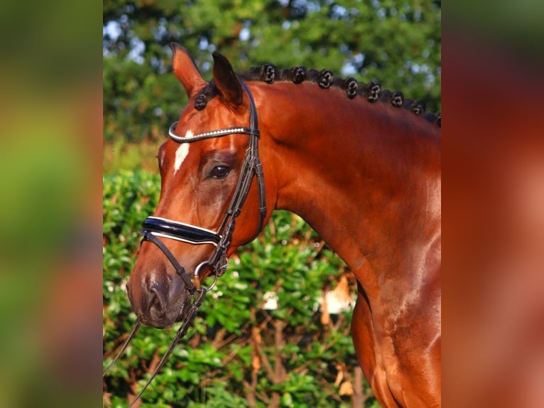 Hannoveraan Ruin 5 Jaar 166 cm Bruin in Selsingen