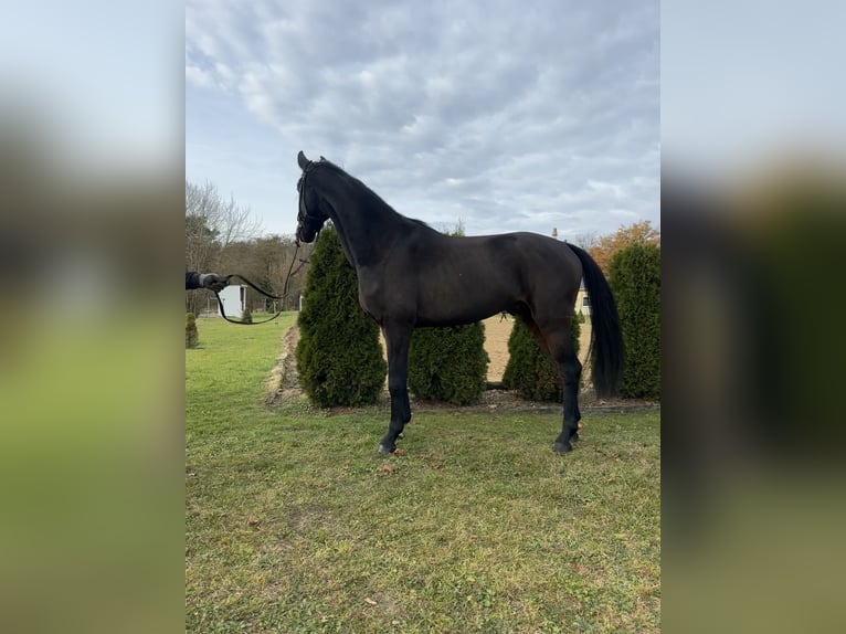 Hannoveraan Ruin 5 Jaar 166 cm Donkerbruin in Teupitz