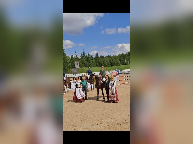 Hannoveraan Ruin 5 Jaar 166 cm Donkerbruin in siauliai
