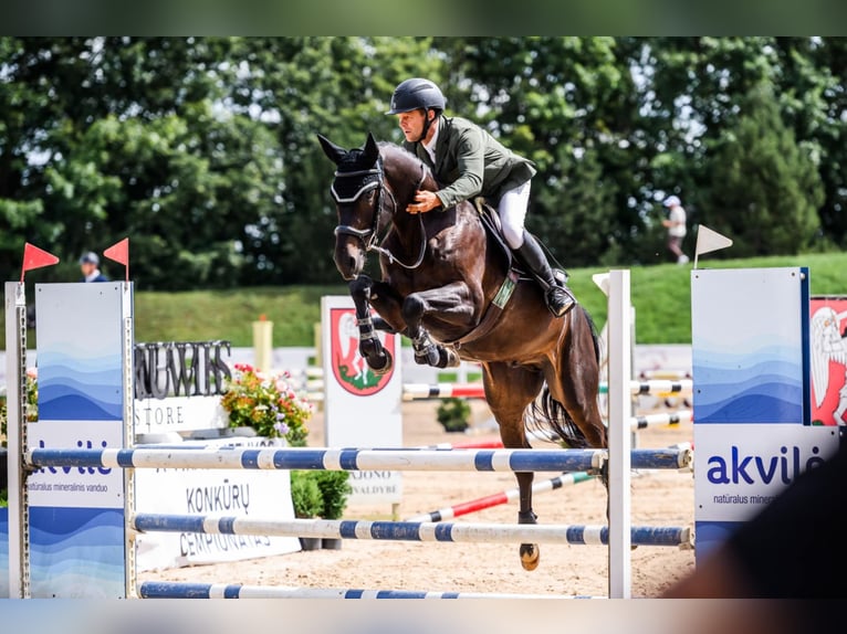 Hannoveraan Ruin 5 Jaar 166 cm Donkerbruin in siauliai