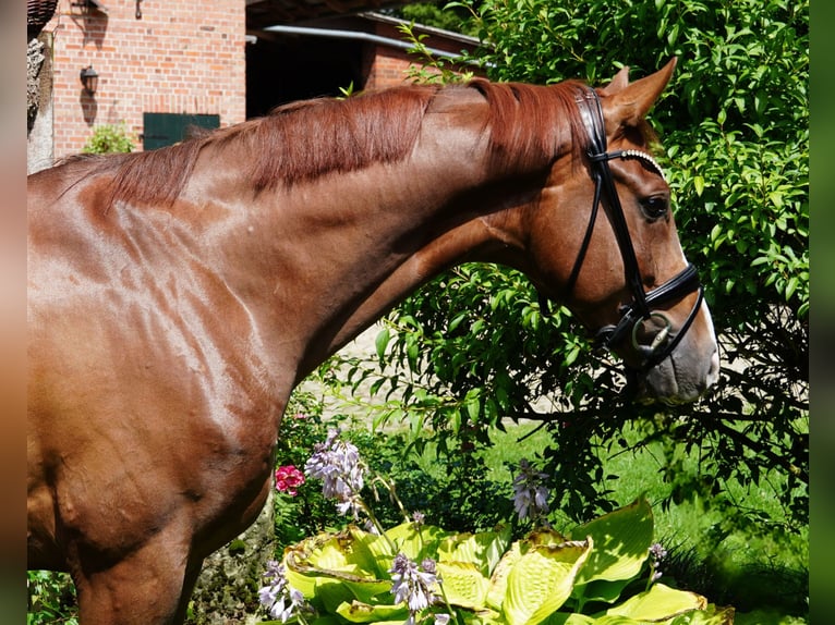 Hannoveraan Ruin 5 Jaar 166 cm Donkere-vos in Brockel