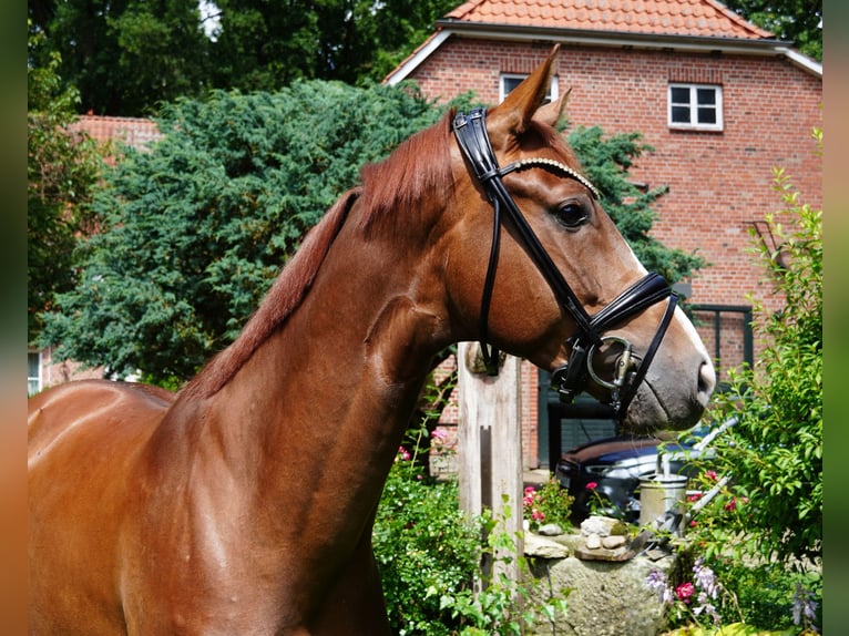 Hannoveraan Ruin 5 Jaar 166 cm Donkere-vos in Brockel