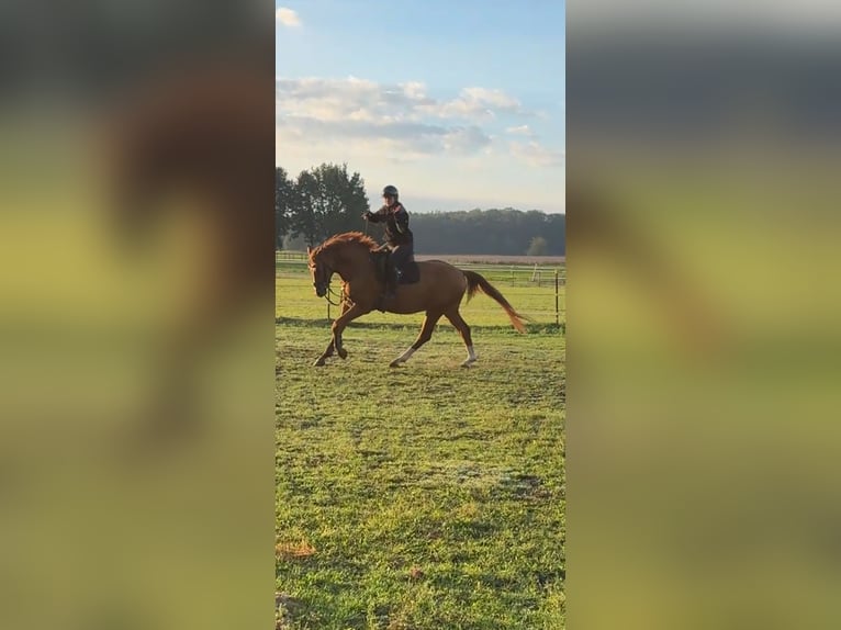 Hannoveraan Ruin 5 Jaar 166 cm Vos in Stöckse