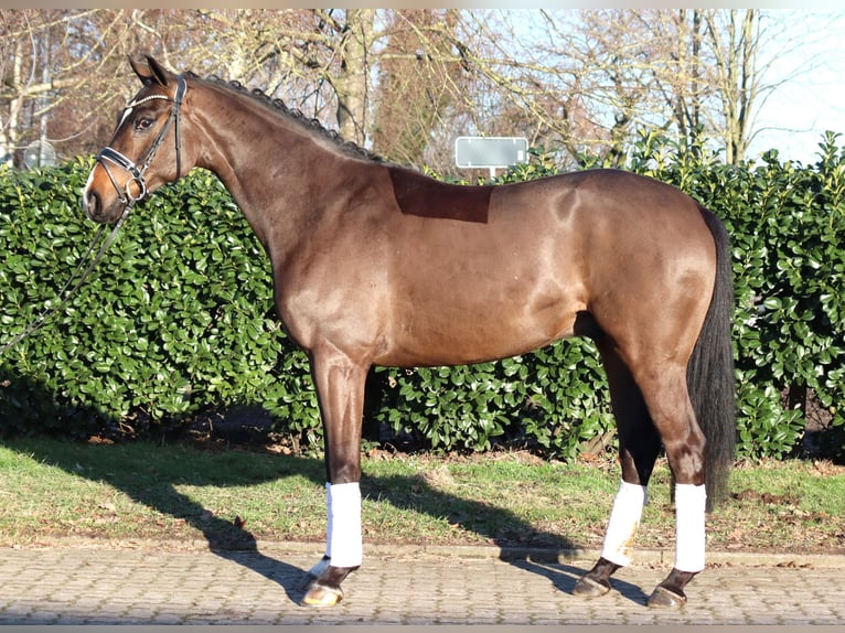 Hannoveraan Ruin 5 Jaar 167 cm Bruin in Selsingen