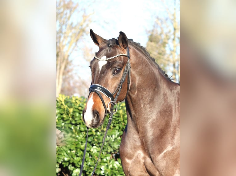 Hannoveraan Ruin 5 Jaar 167 cm Bruin in Selsingen