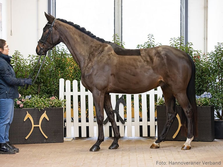 Hannoveraan Ruin 5 Jaar 167 cm Bruin in Verden