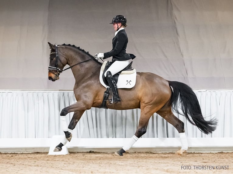 Hannoveraan Ruin 5 Jaar 167 cm Bruin in Verden