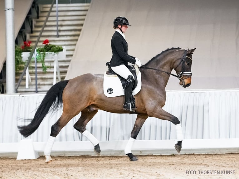 Hannoveraan Ruin 5 Jaar 167 cm Bruin in Verden