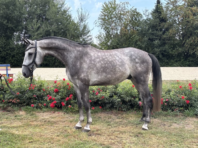 Hannoveraan Ruin 5 Jaar 167 cm Schimmel in Nienburg (Weser)