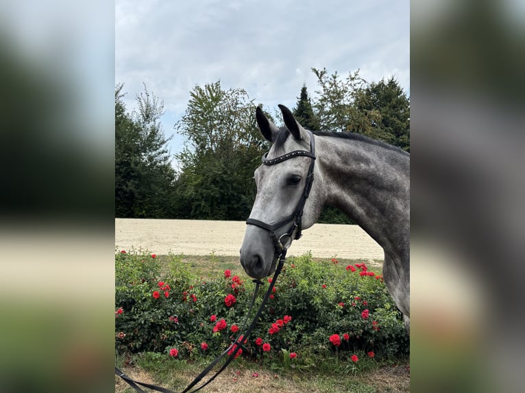 Hannoveraan Ruin 5 Jaar 167 cm Schimmel in Nienburg (Weser)