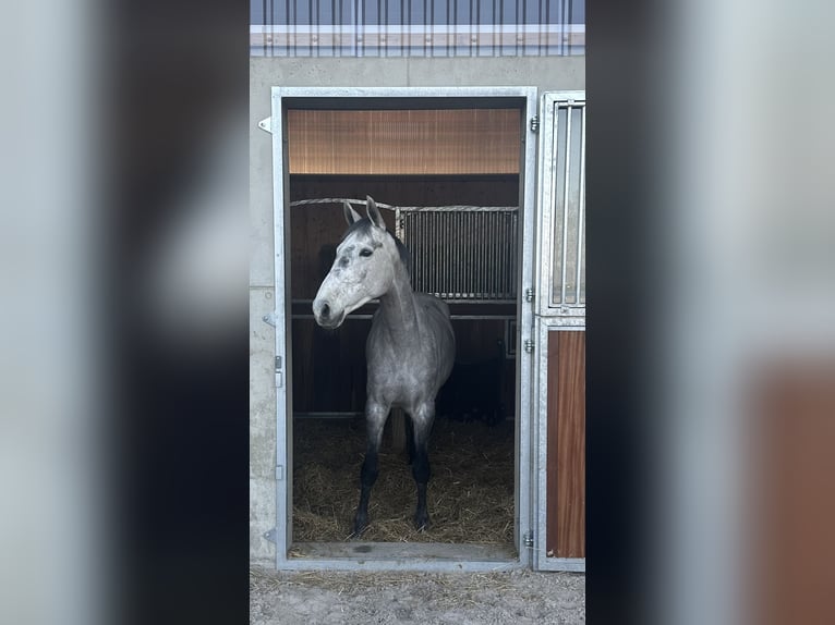 Hannoveraan Ruin 5 Jaar 167 cm Schimmel in Zöthen