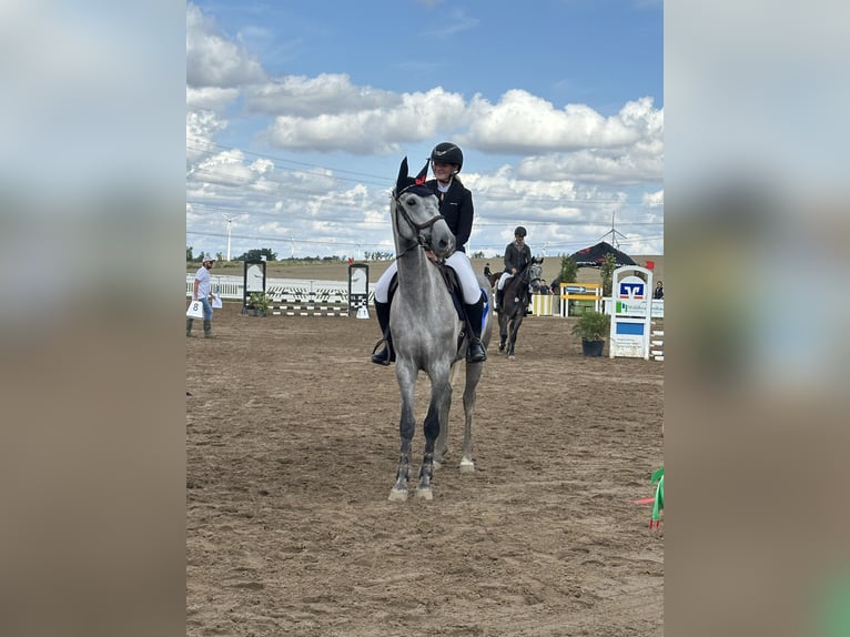 Hannoveraan Ruin 5 Jaar 167 cm Schimmel in Zöthen