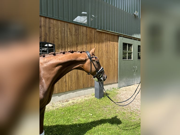 Hannoveraan Ruin 5 Jaar 167 cm Vos in Soltau