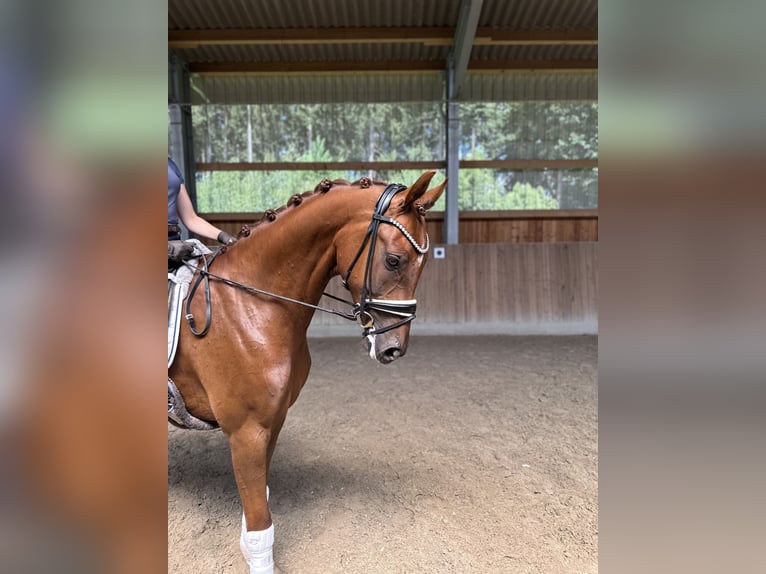 Hannoveraan Ruin 5 Jaar 167 cm Vos in Soltau