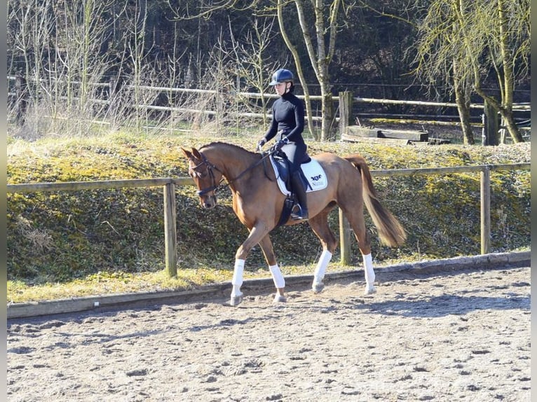 Hannoveraan Ruin 5 Jaar 167 cm Vos in Wellheim