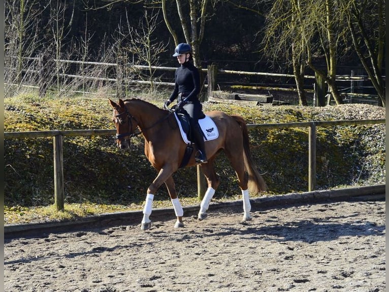 Hannoveraan Ruin 5 Jaar 167 cm Vos in Wellheim