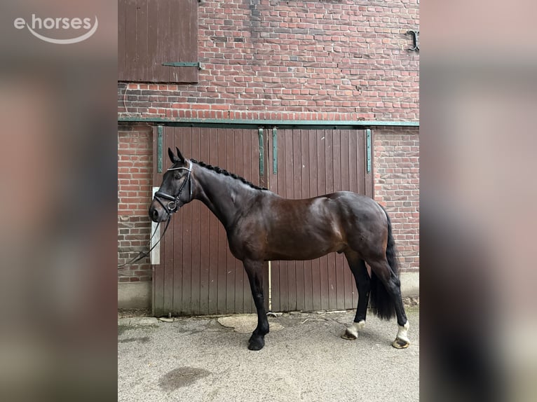 Hannoveraan Ruin 5 Jaar 167 cm Zwart in Bocholt