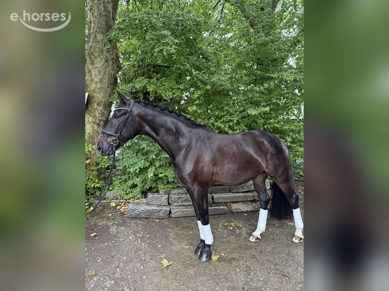 Hannoveraan Ruin 5 Jaar 167 cm Zwart in Bocholt