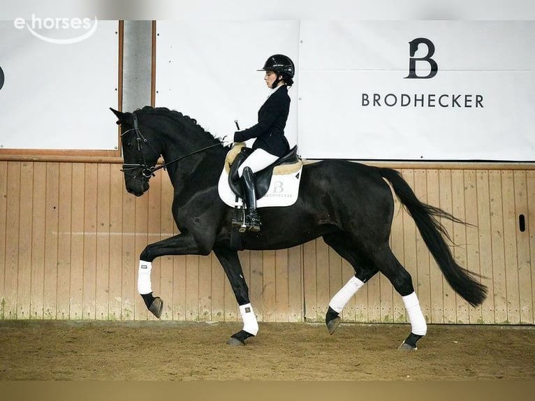 Hannoveraan Ruin 5 Jaar 167 cm Zwart in Riedstadt
