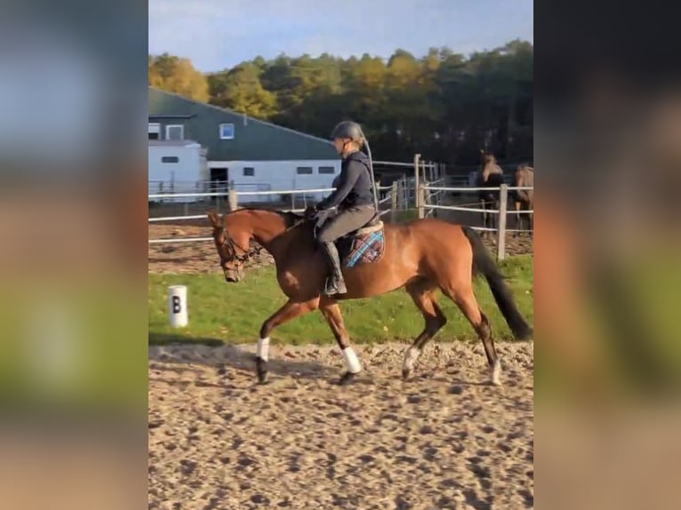 Hannoveraan Ruin 5 Jaar 168 cm Bruin in Schwarmstedt