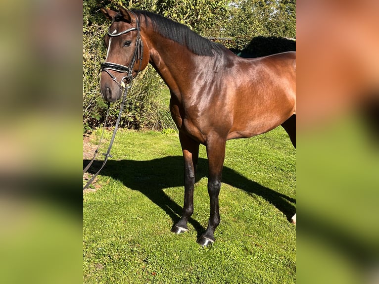 Hannoveraan Ruin 5 Jaar 168 cm Bruin in Hamm