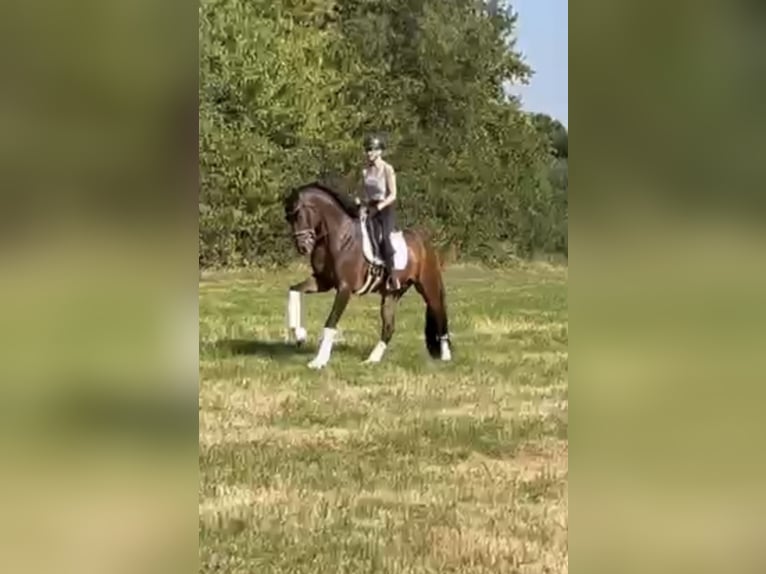 Hannoveraan Ruin 5 Jaar 168 cm Bruin in Hamm