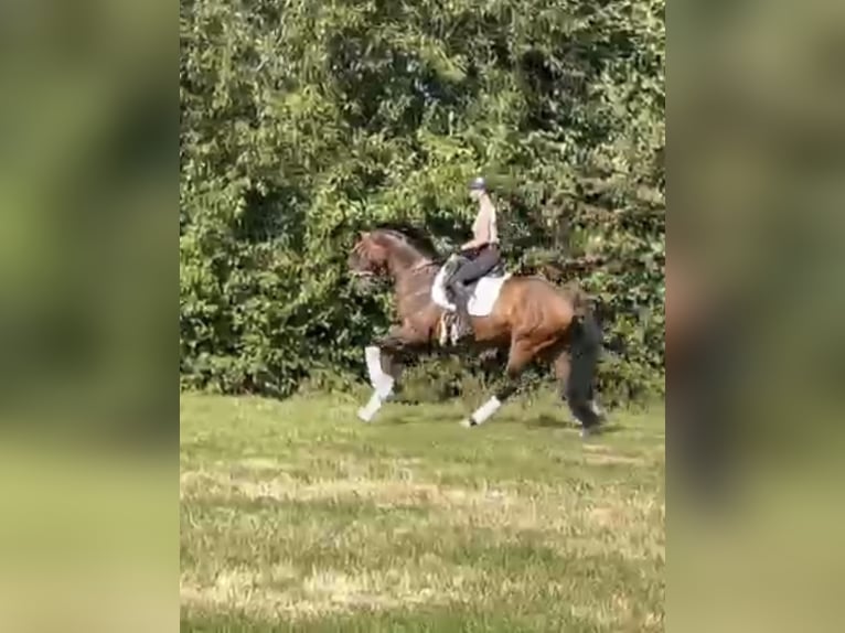 Hannoveraan Ruin 5 Jaar 168 cm Bruin in Hamm