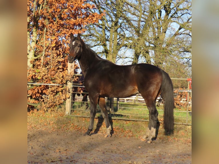 Hannoveraan Ruin 5 Jaar 168 cm Bruin in Jever