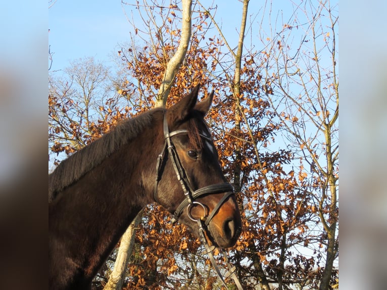 Hannoveraan Ruin 5 Jaar 168 cm Bruin in Jever