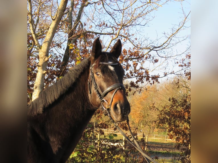 Hannoveraan Ruin 5 Jaar 168 cm Bruin in Jever