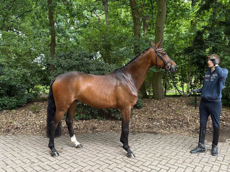 Hannoveraan Ruin 5 Jaar 168 cm Bruin in Verden (Aller)