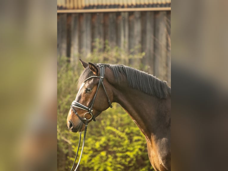 Hannoveraan Ruin 5 Jaar 168 cm Bruin in Schwäbisch Hall