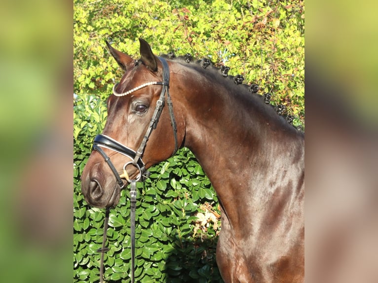 Hannoveraan Ruin 5 Jaar 168 cm Bruin in Selsingen