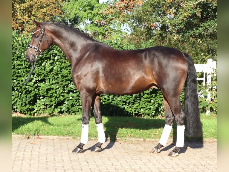 Hannoveraan Ruin 5 Jaar 168 cm Bruin in Selsingen