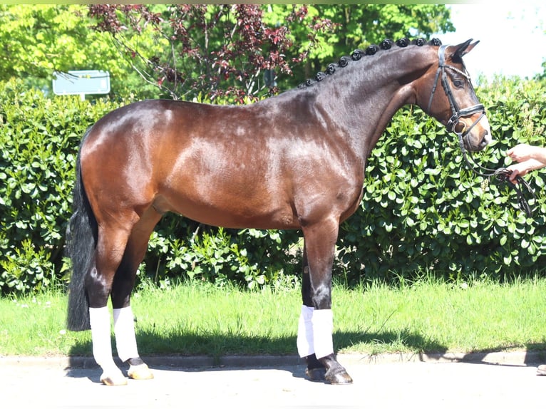 Hannoveraan Ruin 5 Jaar 168 cm Bruin in Selsingen
