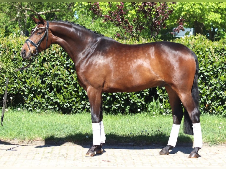 Hannoveraan Ruin 5 Jaar 168 cm Bruin in Selsingen