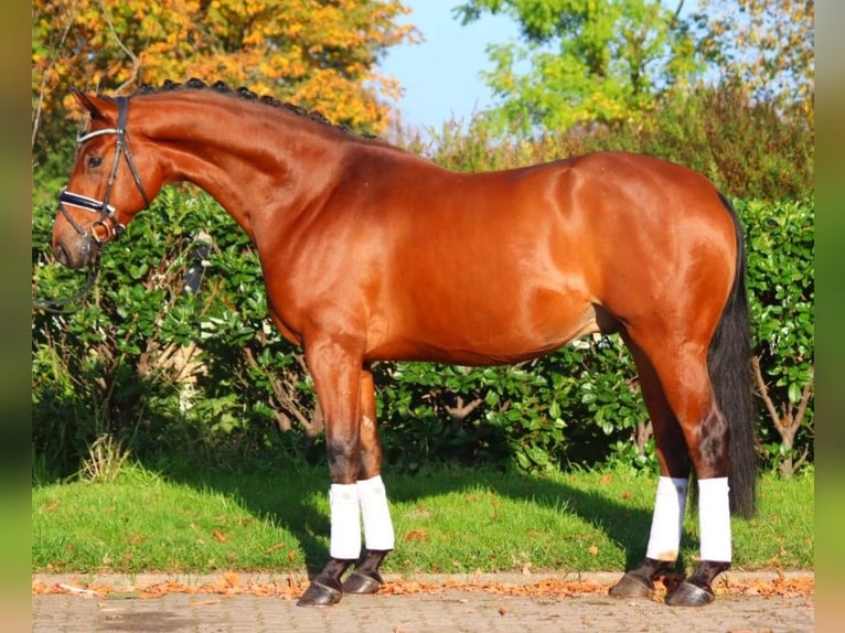 Hannoveraan Ruin 5 Jaar 168 cm Bruin in Selsingen