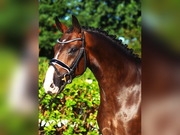 Hannoveraan Ruin 5 Jaar 168 cm Bruin in Selsingen