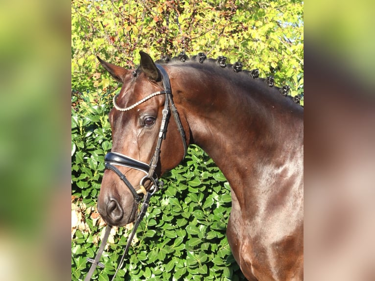 Hannoveraan Ruin 5 Jaar 168 cm Bruin in Selsingen