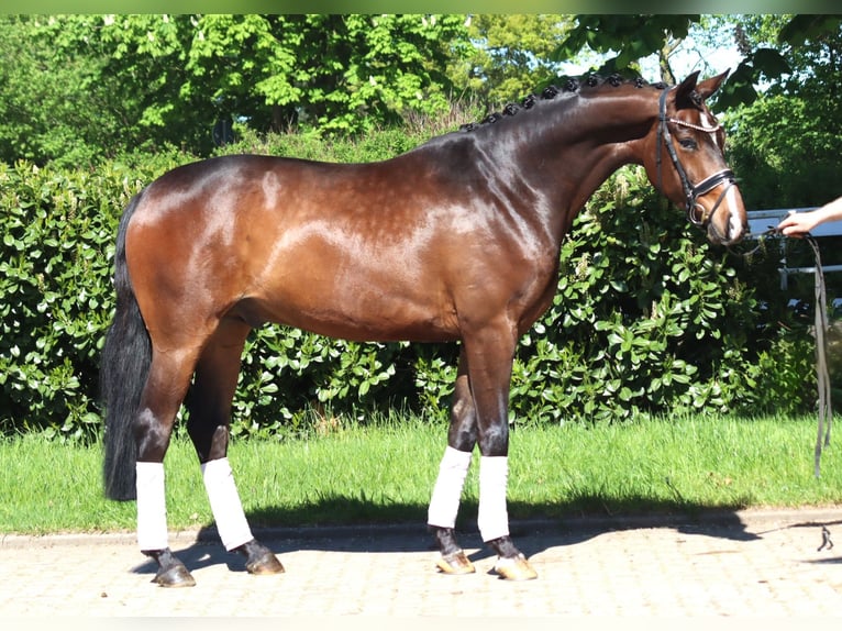 Hannoveraan Ruin 5 Jaar 168 cm Bruin in Selsingen