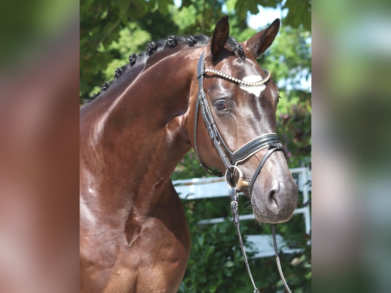 Hannoveraan Ruin 5 Jaar 168 cm Bruin in Selsingen