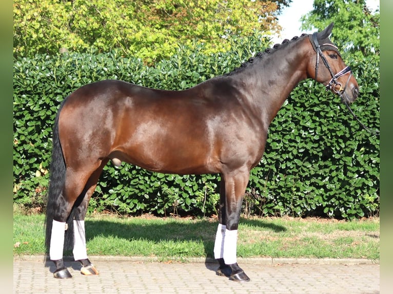 Hannoveraan Ruin 5 Jaar 168 cm Bruin in Selsingen