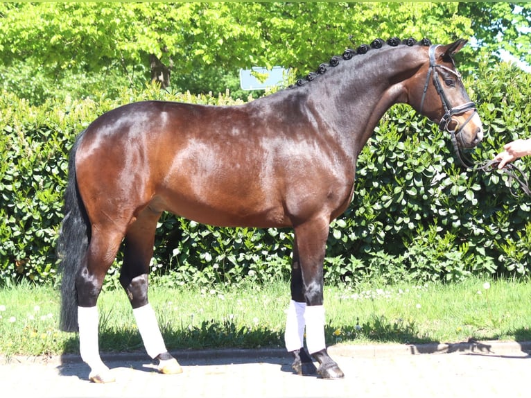 Hannoveraan Ruin 5 Jaar 168 cm Bruin in Selsingen
