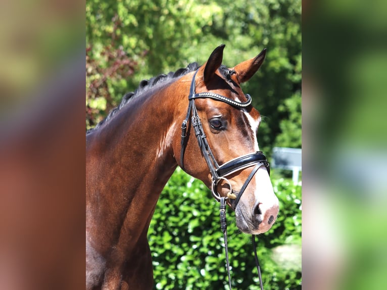 Hannoveraan Ruin 5 Jaar 168 cm Bruin in Selsingen