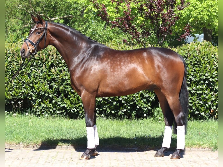 Hannoveraan Ruin 5 Jaar 168 cm Bruin in Selsingen