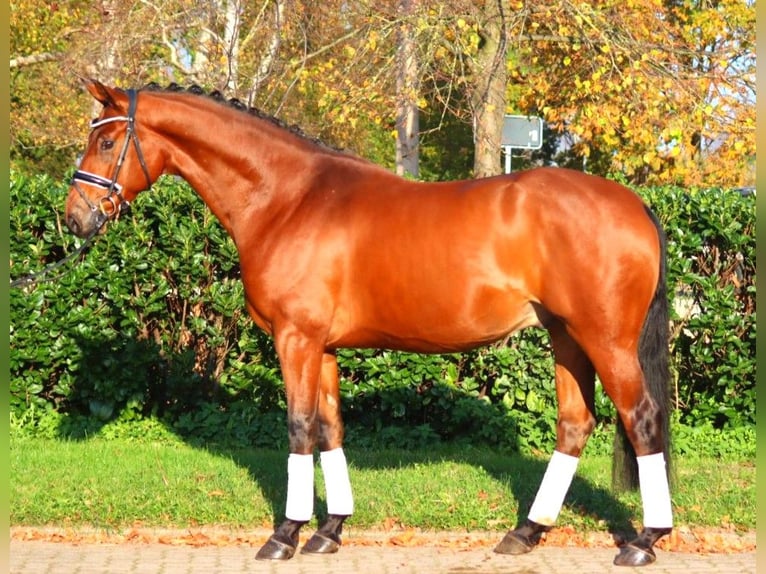 Hannoveraan Ruin 5 Jaar 168 cm Bruin in Selsingen